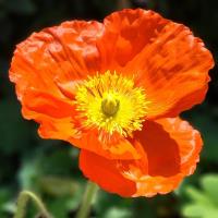 Cal Poppy�